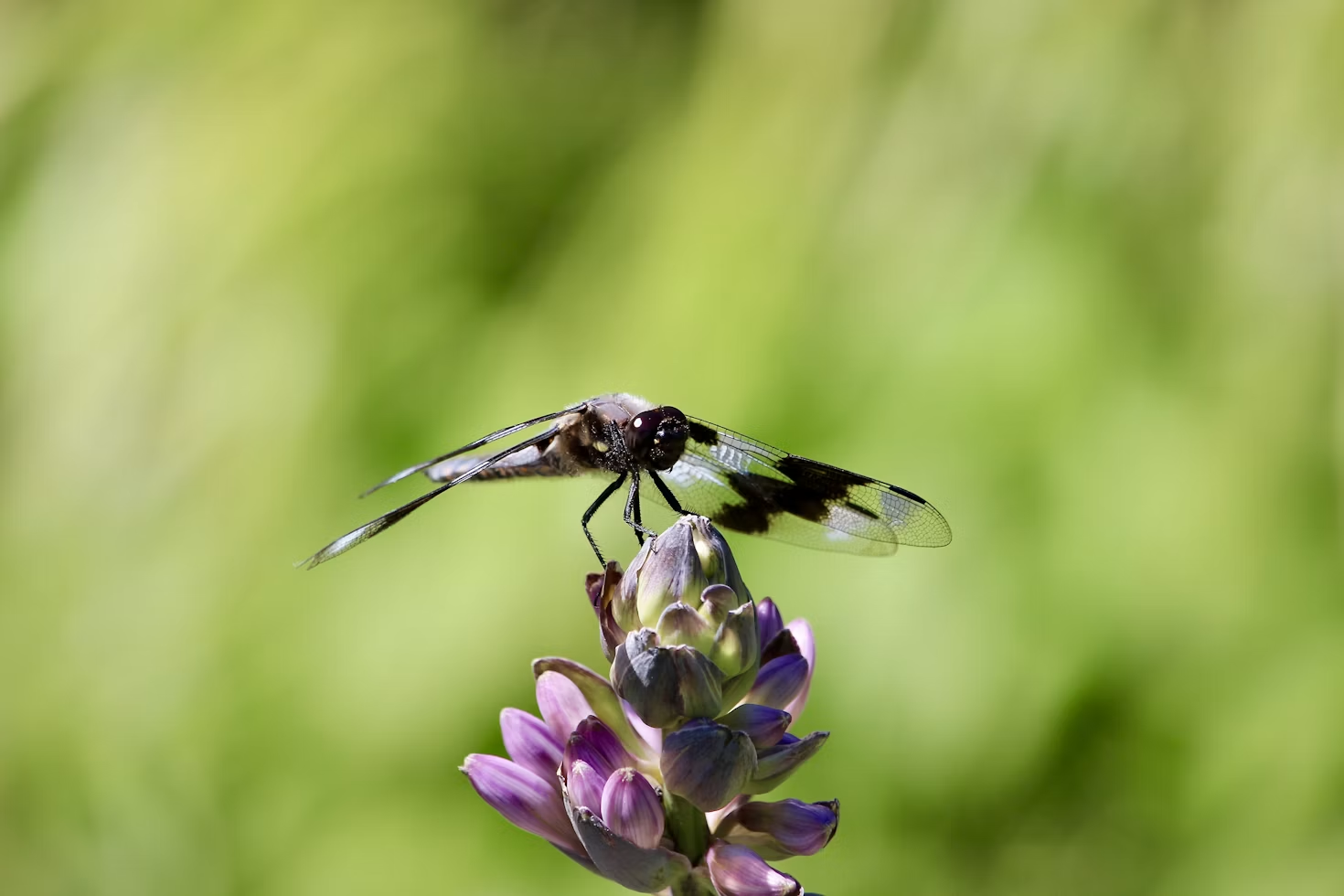 a butterfly on a flower