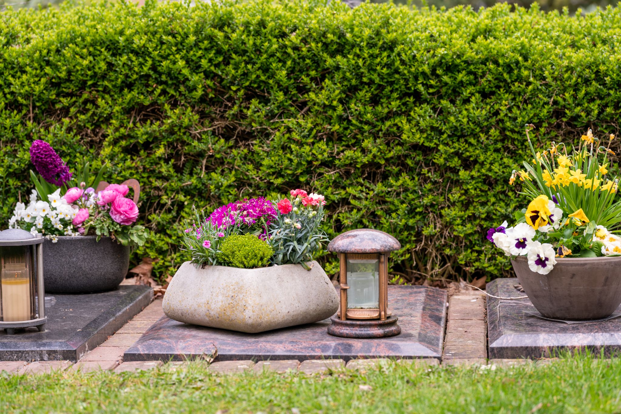 a row of memorial gravestones adorned with colorful potted flowers and small decorative lanterns in front of a dense green hedge